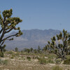 По дороге в Лас-Вегас мы остановимся, чтобы увидеть деревья Джошуа-Три