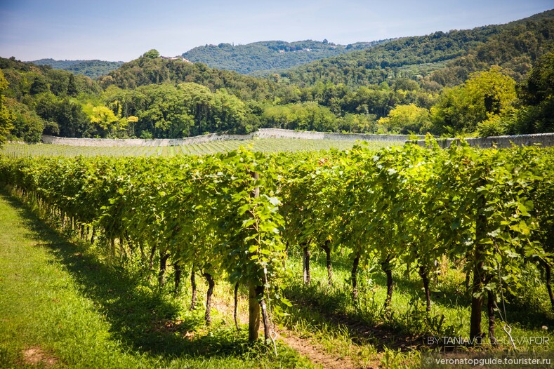 Амароне — это красное сухое вино, которое производят из трех сортов местного винограда (Корвина, Рондинелла, Молинара). 