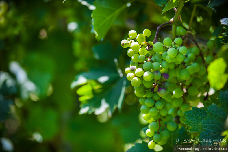 Перед винификацией, виноград подвергают процессу подвяливания, во время которого они теряют треть своего веса. 