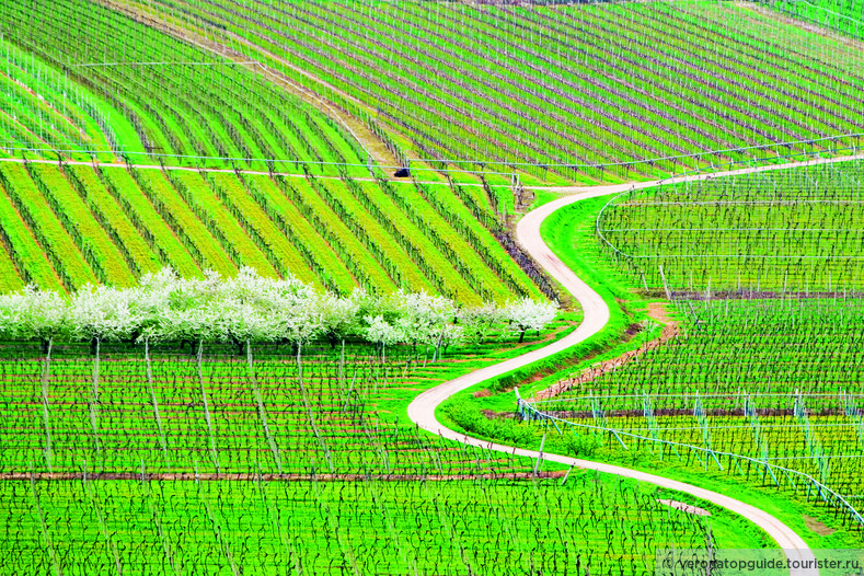 Соаве славится древними традициями виноделия. Именно здесь Гарганега, основной сорт винограда, используемый в производстве изысканного белого вина «Soave», нашел свою идеальную природную среду.