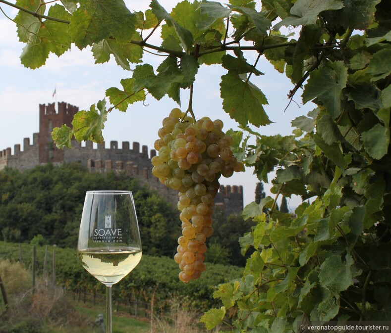 Гарганега - это основной сорт винограда используемый в производстве изысканного белого вина «Soave». 