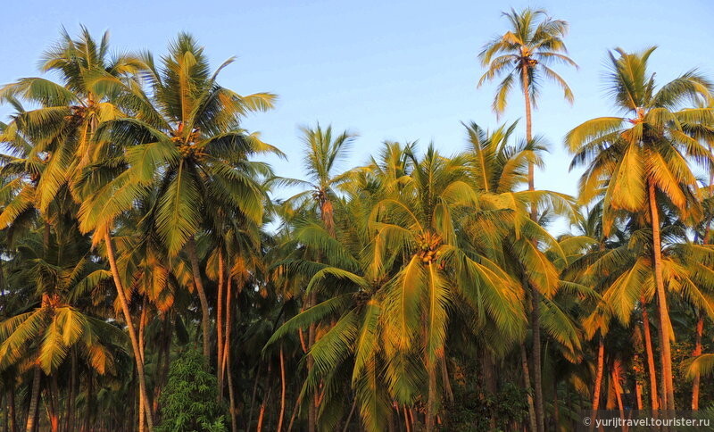 Кокосовые пальмы на закате особенно красивы.