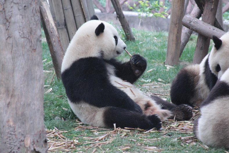 Целыми днями панды грызут любимый бамбук.