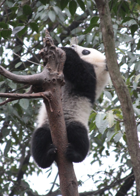 Сычуаньские панды