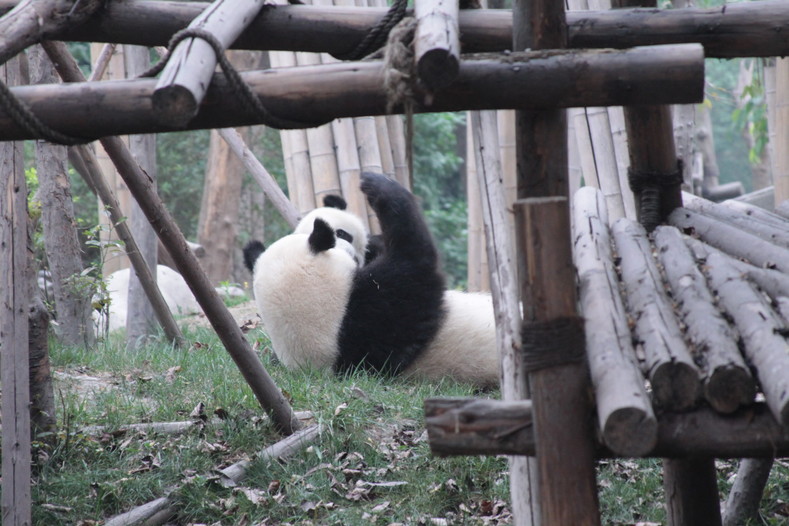 Сычуаньские панды