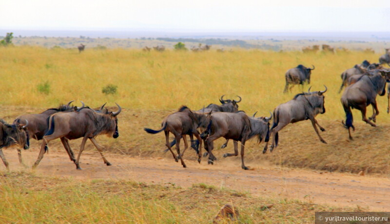 В августе начинается процесс группирования антилоп гну и передвижение в сторону Танзании