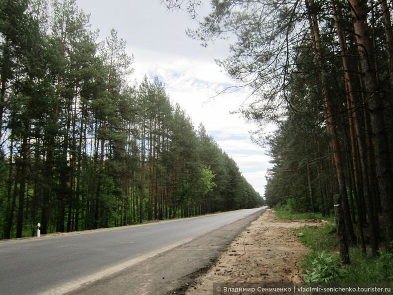 Сосновый бор в Заволжском районе Ярославля