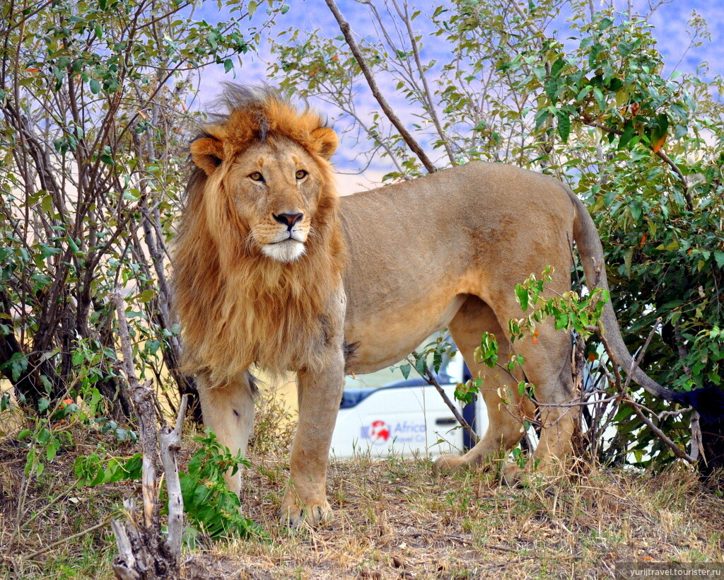 Можно считать что львы. Большая Африканская пятёрка. Live like a Lion, die like a Lion. Remembering Bob Jr. - The Legend of Serengeti.