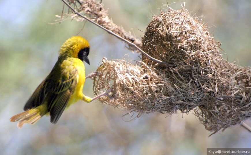 Птица Ткачик (Lesser Masked Weaver) у своего гнезда. Кто из нас сможет сваять такое гнездо из веточек и травы пальцами и носом?