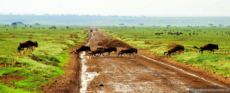 Миграция антилоп Гну в Серенгети. Декабрь 2006 г.