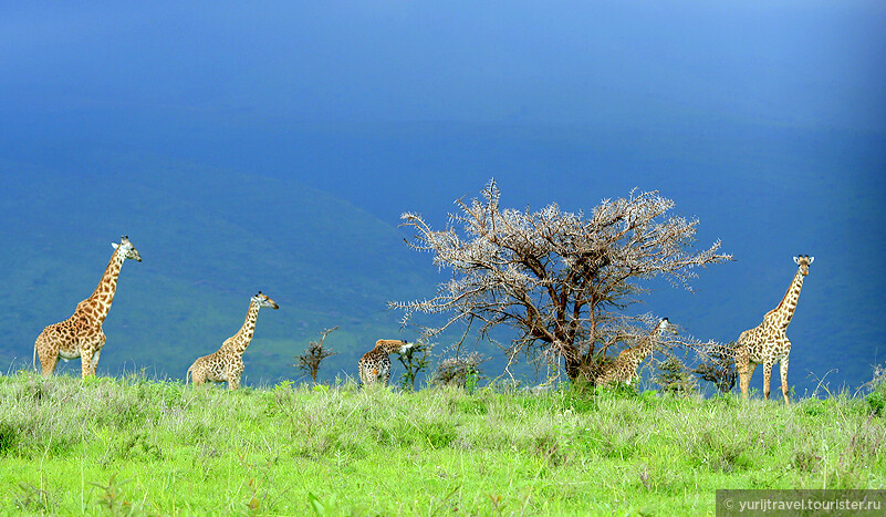 Масайские жирафы в Серенгети