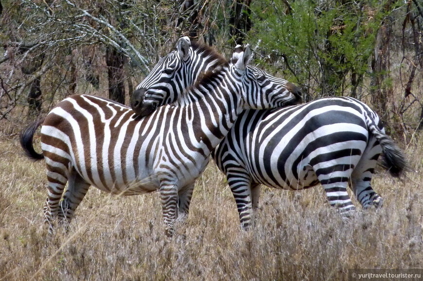 Кстати, эту позу у зебр можно встретить часто. Любовь?
Какого цвета зебра? На самом деле она — чёрная в белую полоску, а не наоборот. Так как чёрные полосы обуславливаются генетическим процессом селективной пигментации (наличием пигмента), следовательно чёрный цвет — основной пигмент, а белые полосы являются его отсутствием.
