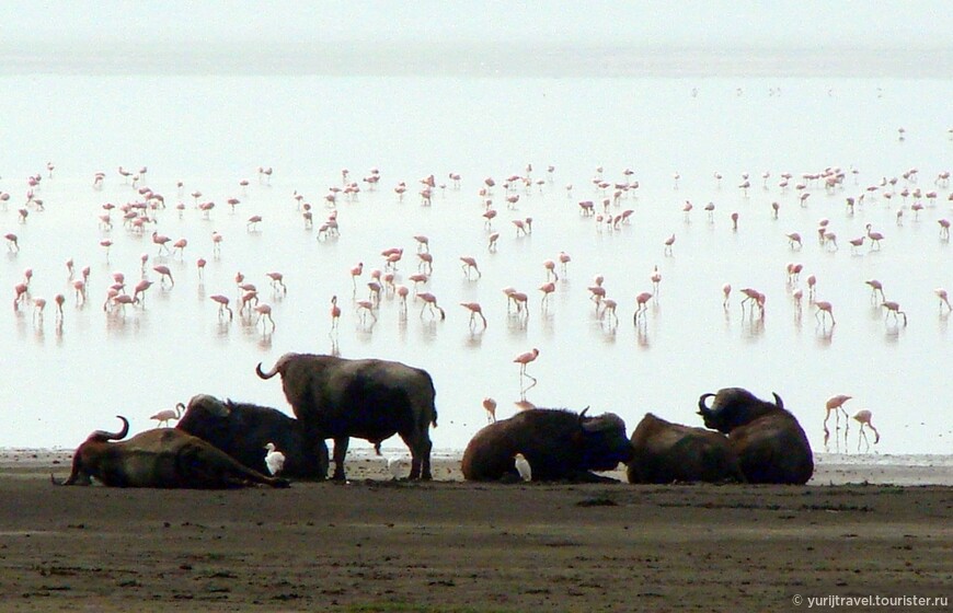 Озеро Магади. Декабрь 2006 г.