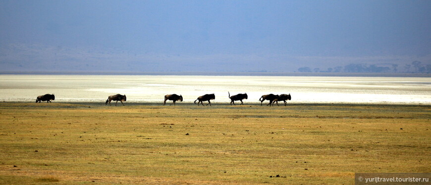 Озеро Магади. Август 2012 г.