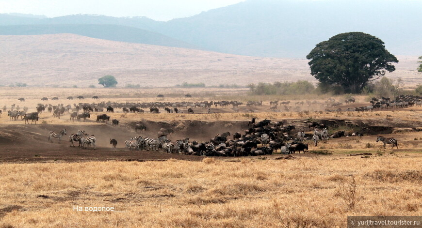 Антилопы и зебры спустились на водопой к речке Munge River