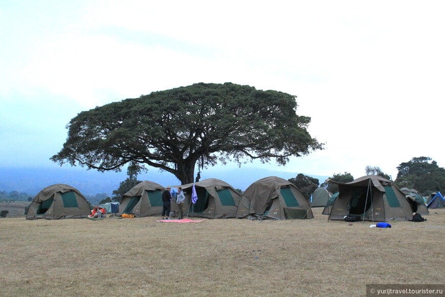 Кемпинг Simba (Львиный) на краю кратера Нгоронгоро. Высота 2300 м. В таких палатках стоят раскладушки. Август 2011 г.