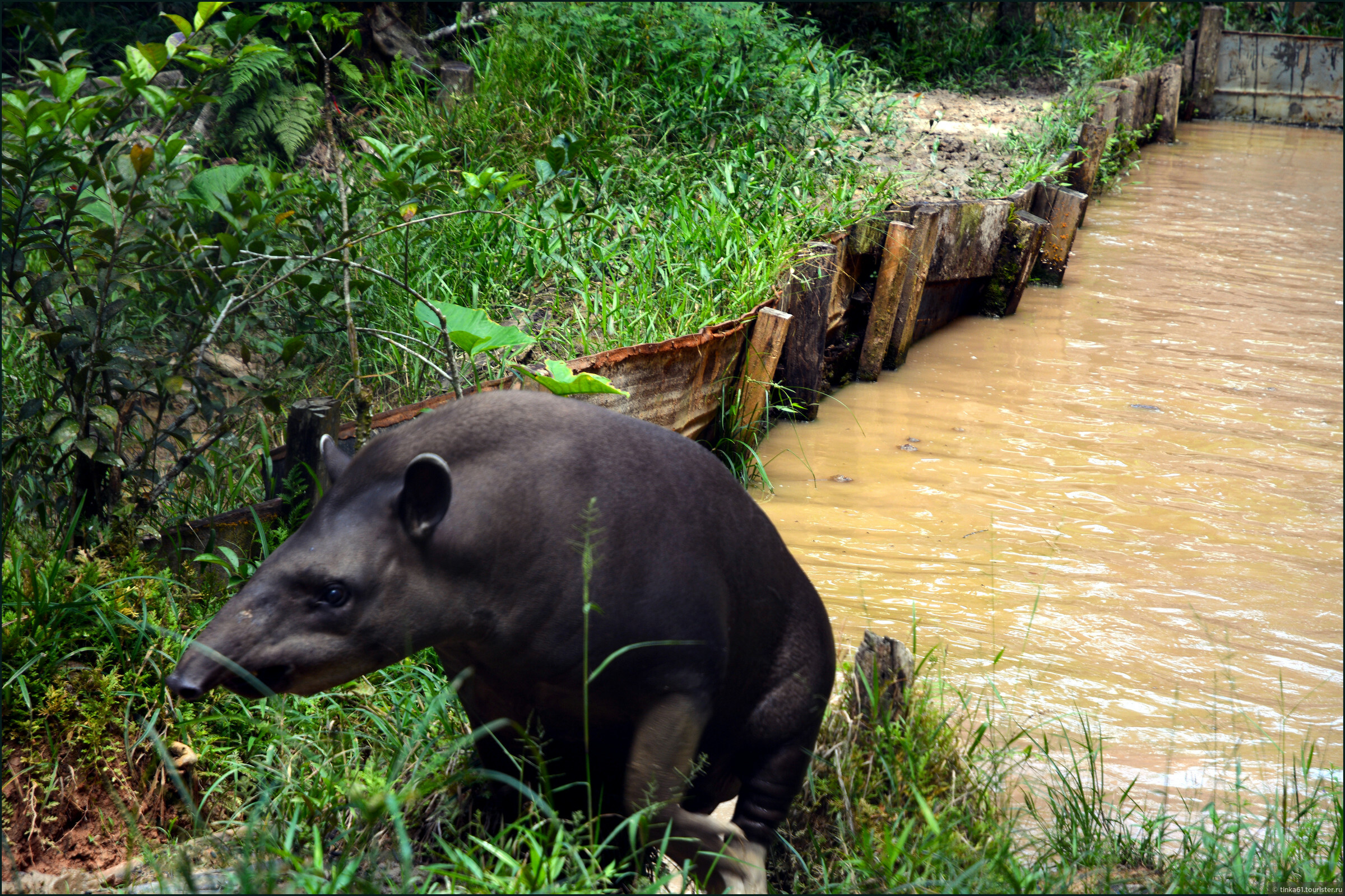 Животные реки амазонки