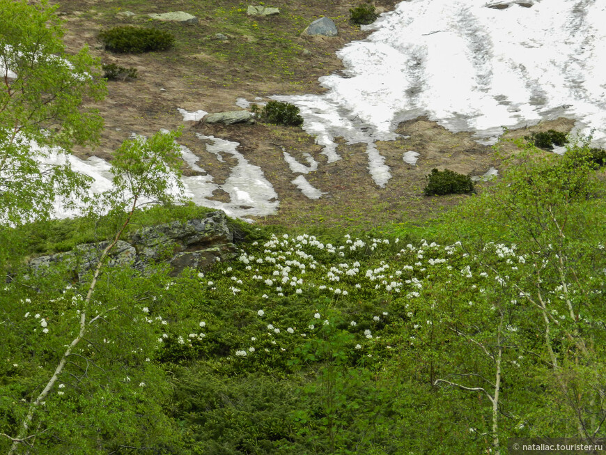 Домбай — край гор, ледников и рододендронов