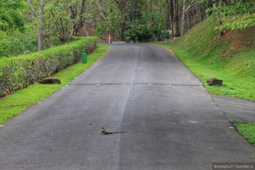 Коста-Рика. О сытых крокодилах, сонных игуанах и непуганых обезьянах... Часть I