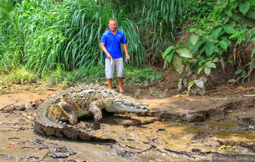 Коста-Рика. О сытых крокодилах, сонных игуанах и непуганых обезьянах. Часть II