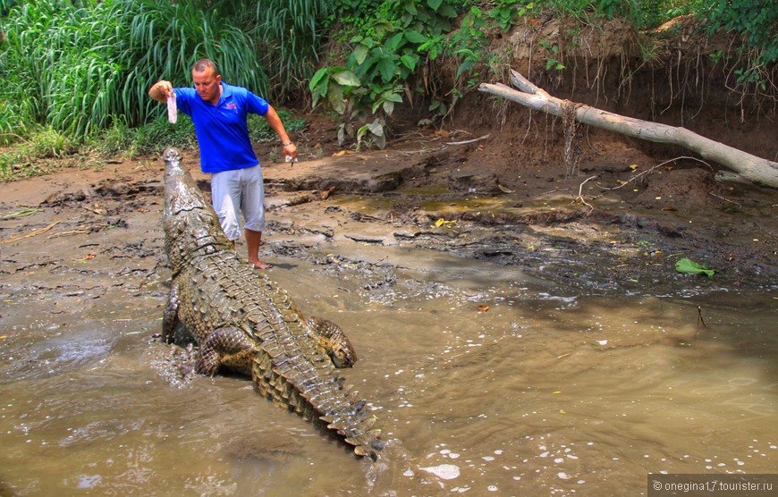 Коста-Рика. О сытых крокодилах, сонных игуанах и непуганых обезьянах. Часть II