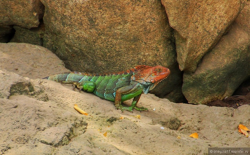 Коста-Рика. О сытых крокодилах, сонных игуанах и непуганых обезьянах... Часть I
