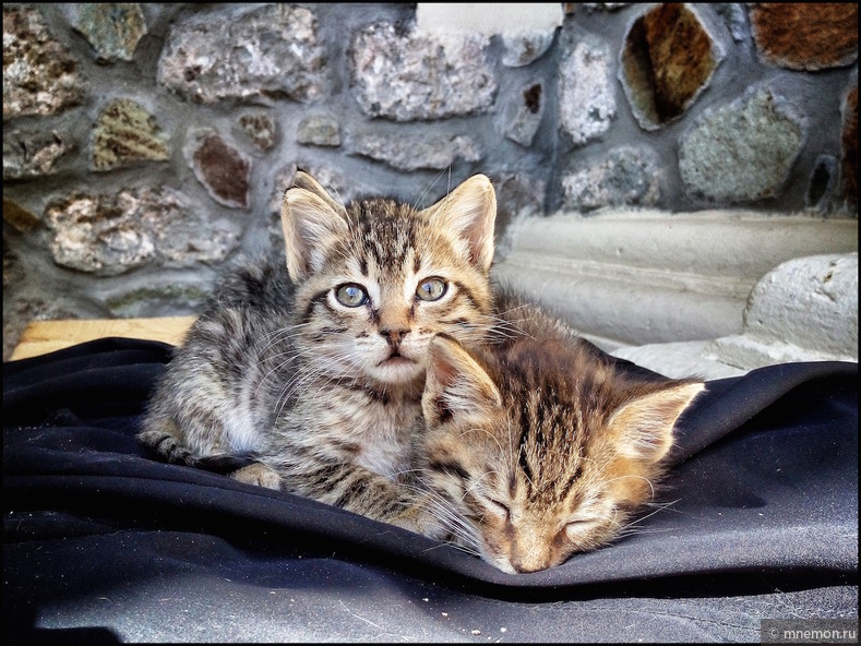 Коты и кошки из путешествий. Cats from my travels