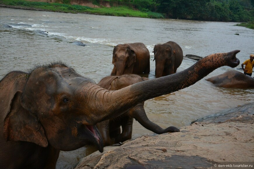Слоны, Будда и волнующие формы