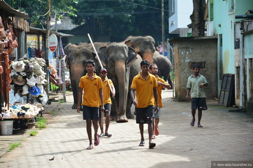 Слоны, Будда и волнующие формы
