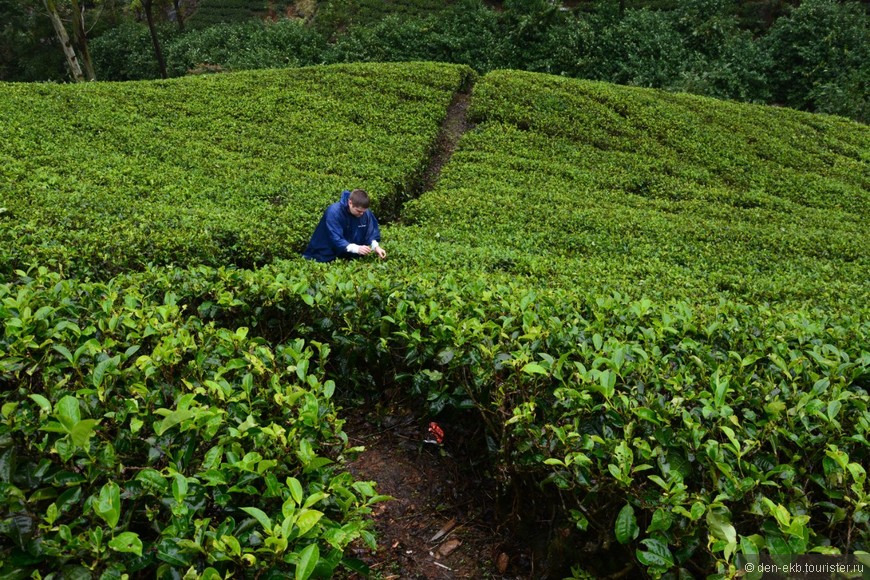 Как русские на Шри-Ланке чай собирали