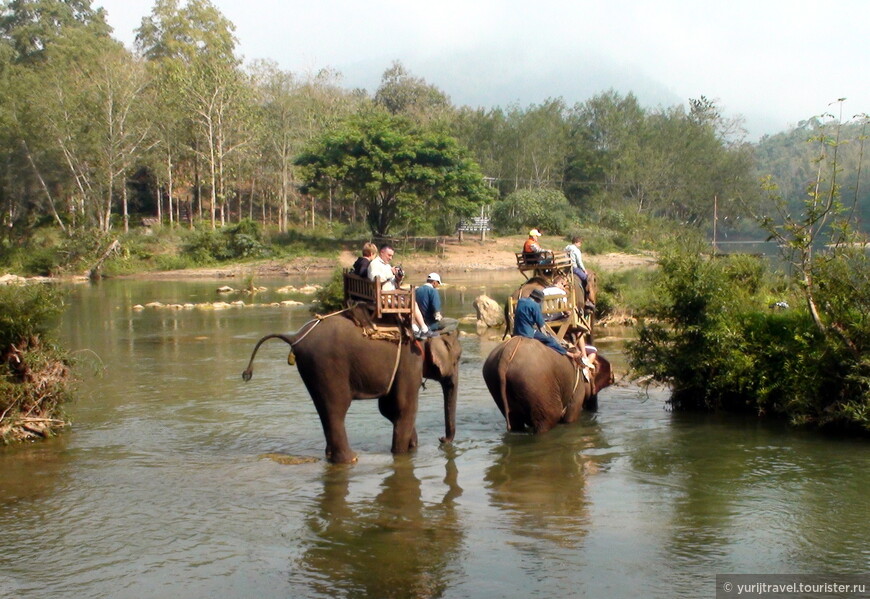 Туристов развлекают катанием на слонах