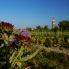 Знамениый голубой венецианский артишок и виноградник на Мадзорбо
