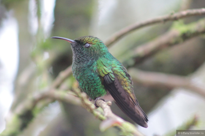 La Paz waterfalls garden, Costa Rica