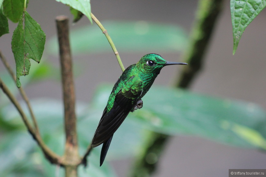 La Paz waterfalls garden, Costa Rica