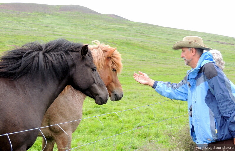 Исландские лошади невысоки и красивы своей гривой