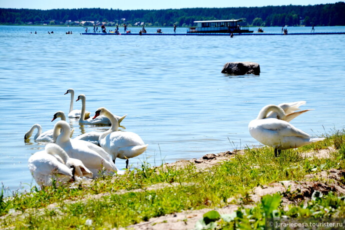 В Нарочанское озеро впадает два десятка ручьёв и самая короткая река Белоруссии — Скема.