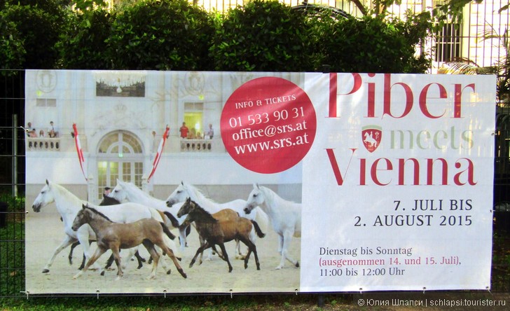 Знаменитые лошади-липицанеры в парке Вены 