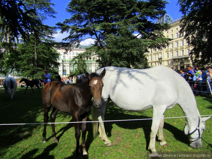 Знаменитые лошади-липицанеры в парке Вены 