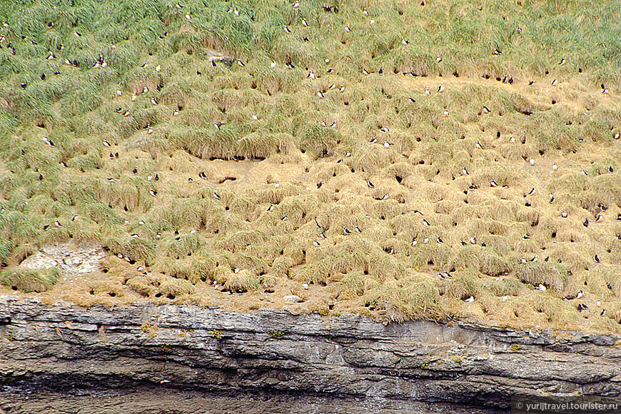 Вот здесь на склоне берега и живут тупики-паффины. Каждая пара роет клювом и лапами в земле среди камней свое гнездо. 