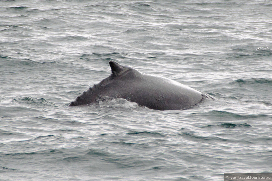 Охота на китов в Гренландском море 