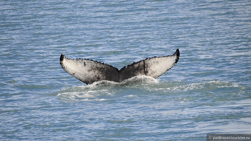 Охота на китов в Гренландском море 
