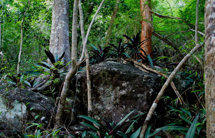 Тропинки в джунглях. Бордо