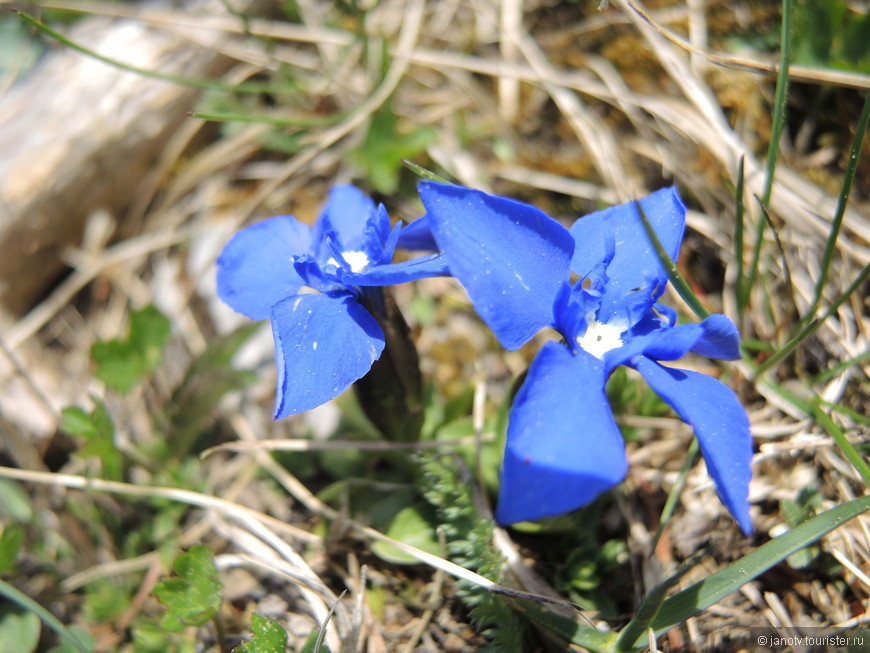 Первые цветы на склоне горы Ракс