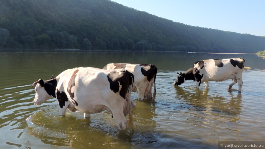 Мы еще не успели отойти от берега, а уже нас теснят пришедшие на водопой местные коровы