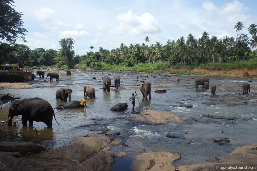 Слоны на купании в питомнике Пинавелла