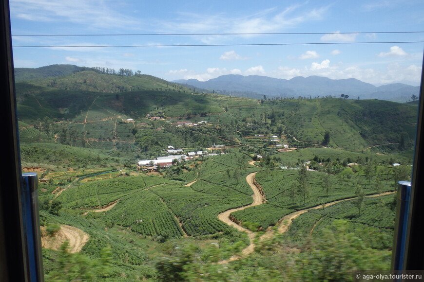 чайные плантации - вид из окна поезда