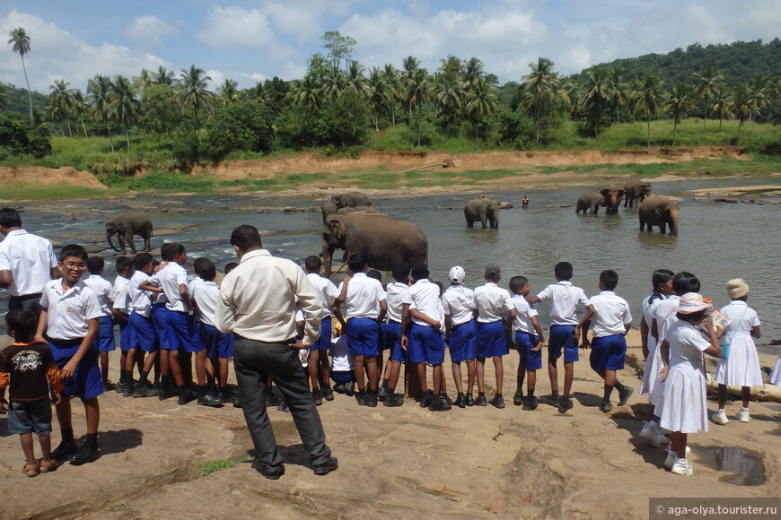 Школьники смотрят на слонов