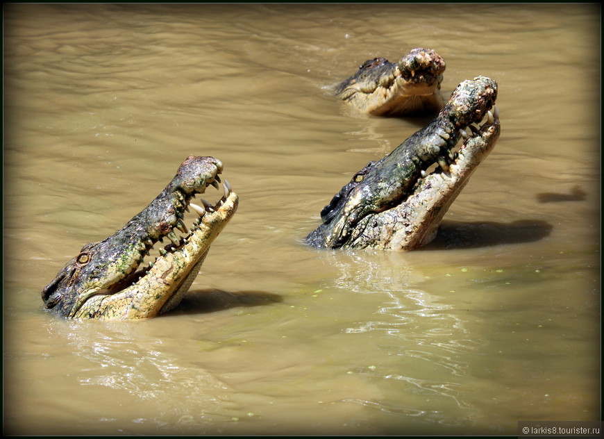 Достопримечательности Борнео.  Орангутанги, летающие крокодилы и настоящая деревня охотников за головами.