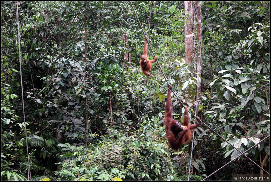 Достопримечательности Борнео.  Орангутанги, летающие крокодилы и настоящая деревня охотников за головами.