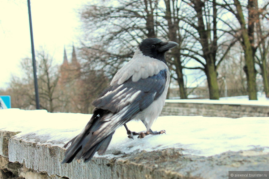 Таллинская ворона